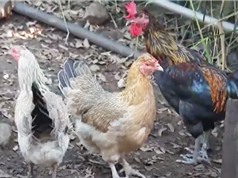 Đắk Lắk: Phát triển giống gà bản địa